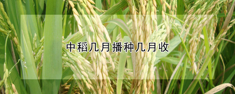 中稻几月播种几月收