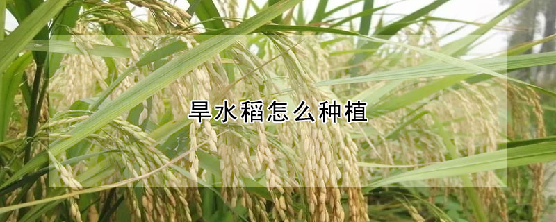 旱水稻怎么种植