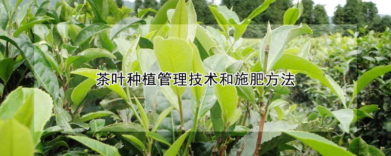 茶叶种植管理技术和施肥方法