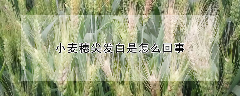 小麦穗尖发白是怎么回事