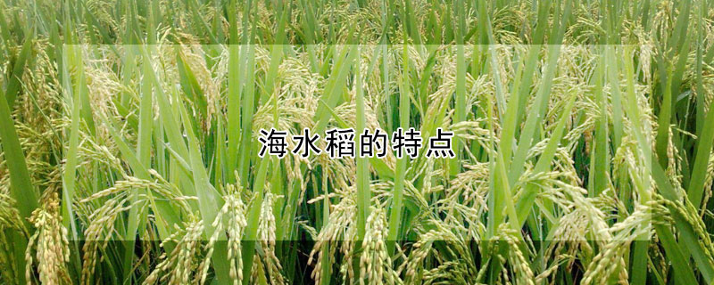 海水稻的特点