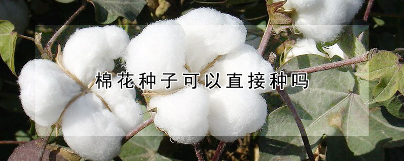 棉花种子可以直接种吗