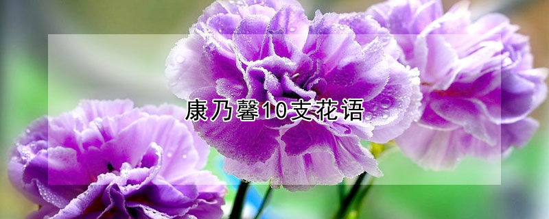 康乃馨10支花语