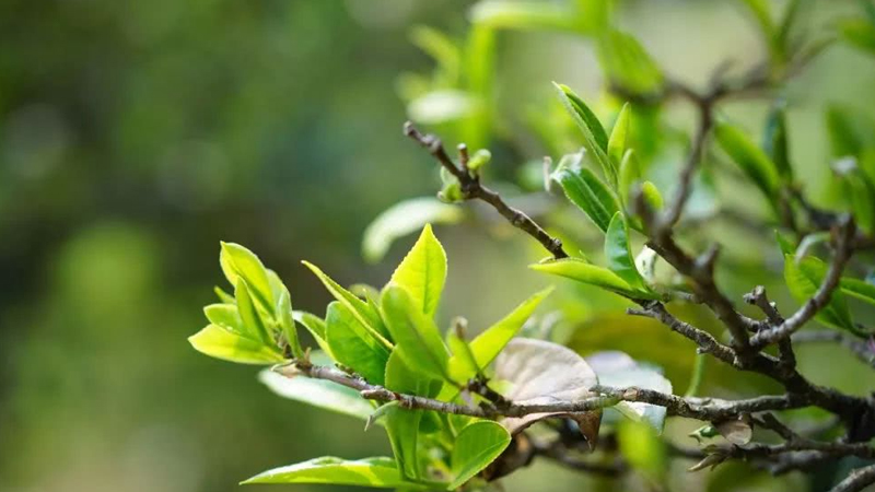 茶叶树种植技术