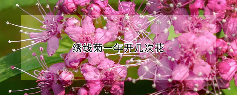 绣线菊一年开几次花