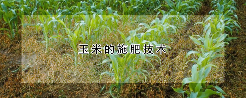 玉米的施肥技术
