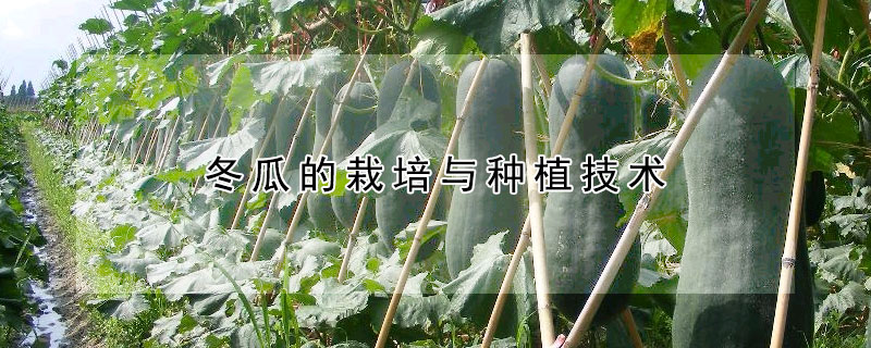 冬瓜的栽培与种植技术
