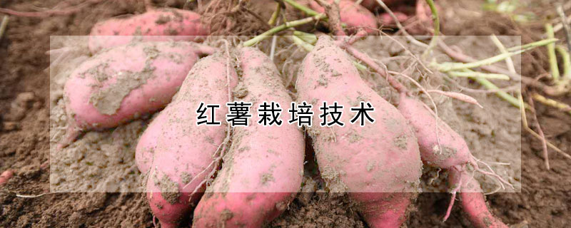 红薯栽培技术