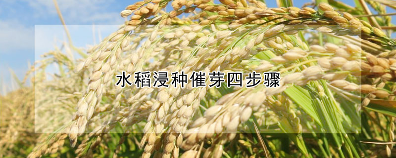 水稻浸种催芽四步骤