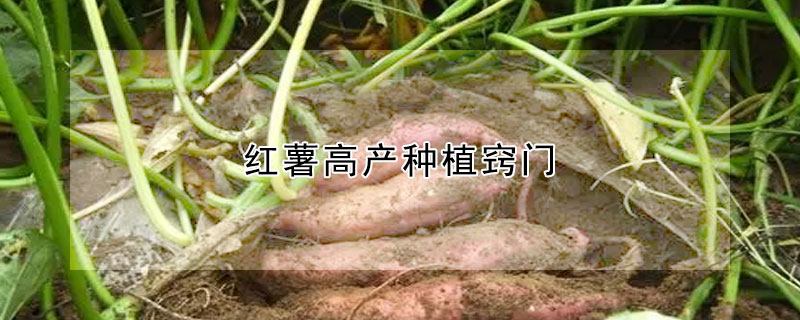 红薯高产种植窍门