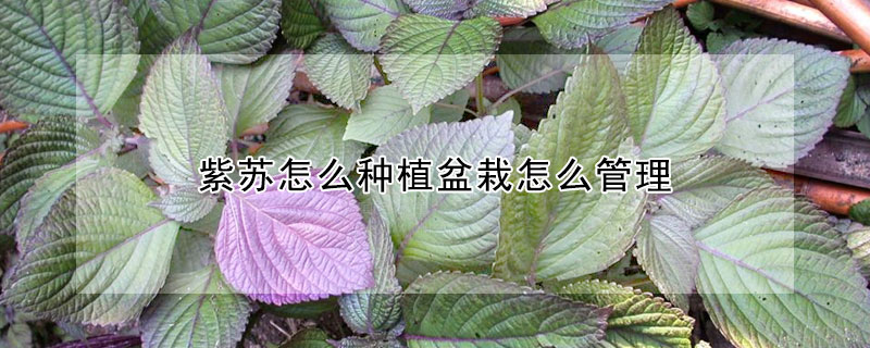 紫苏怎么种植盆栽怎么管理