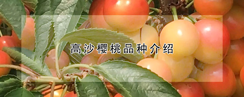 高沙樱桃品种介绍
