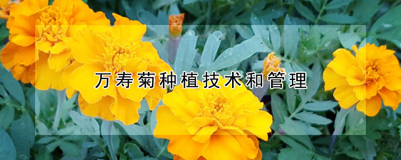 万寿菊种植技术和管理