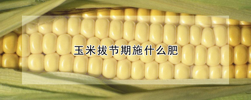 玉米拔节期施什么肥