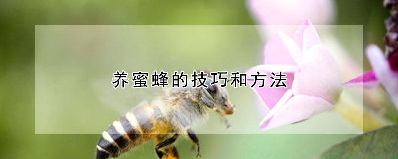 养蜜蜂的技巧和方法