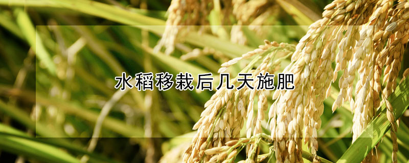 水稻移栽后几天施肥