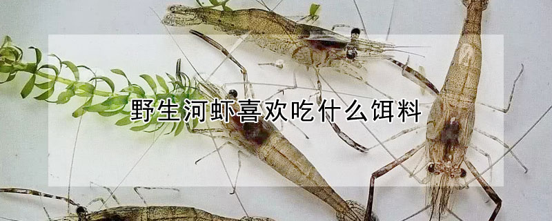 野生河虾喜欢吃什么饵料