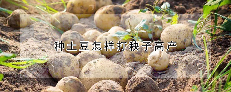 种土豆怎样打秧子高产