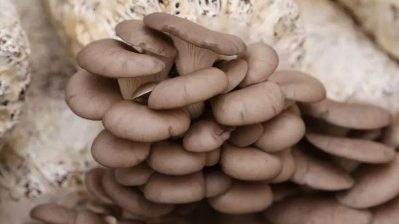 平菇种植技术视频教程