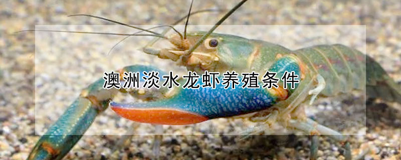 澳洲淡水龙虾养殖条件
