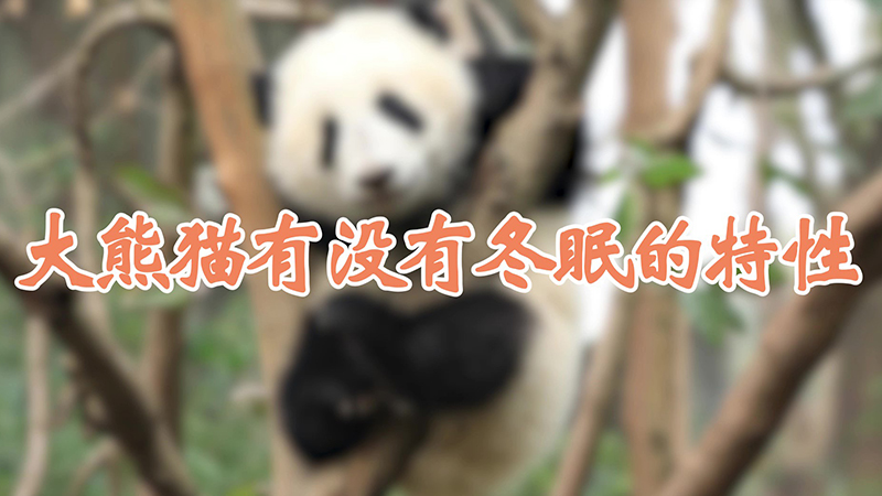 大熊猫有没有冬眠的特性