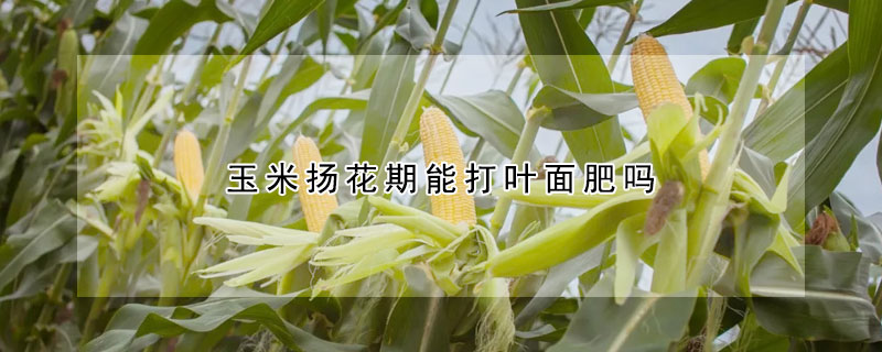 玉米扬花期能打叶面肥吗