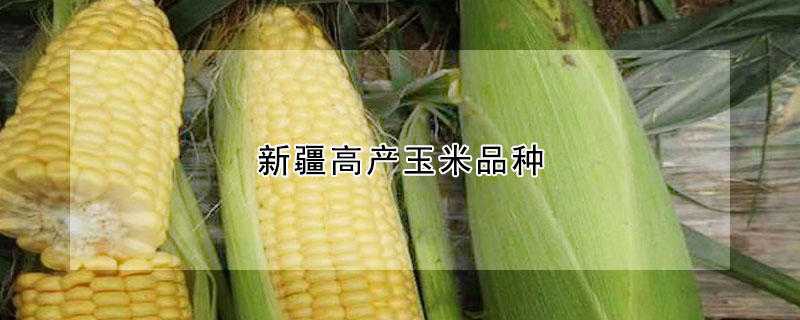 新疆高产玉米品种