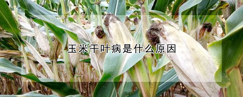 玉米干叶病是什么原因