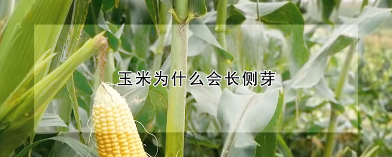 玉米为什么会长侧芽
