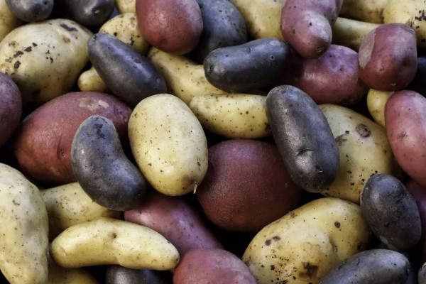 土豆什么时候种植最好 吃土豆的好处