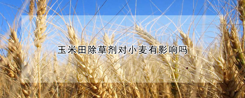 玉米田除草剂对小麦有影响吗