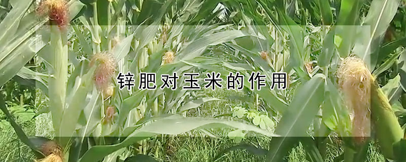 锌肥对玉米的作用