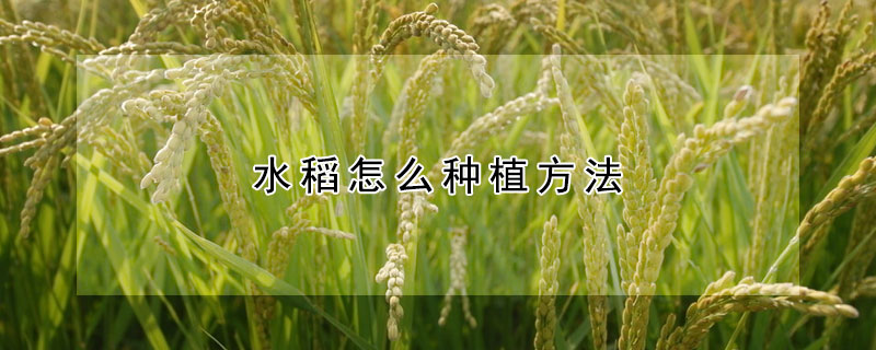 水稻怎么种植方法