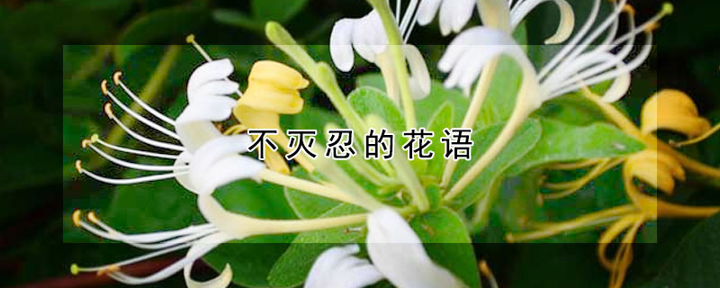 不灭忍的花语