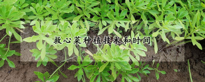 救心菜种植技术和时间