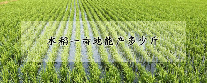 水稻一亩地能产多少斤