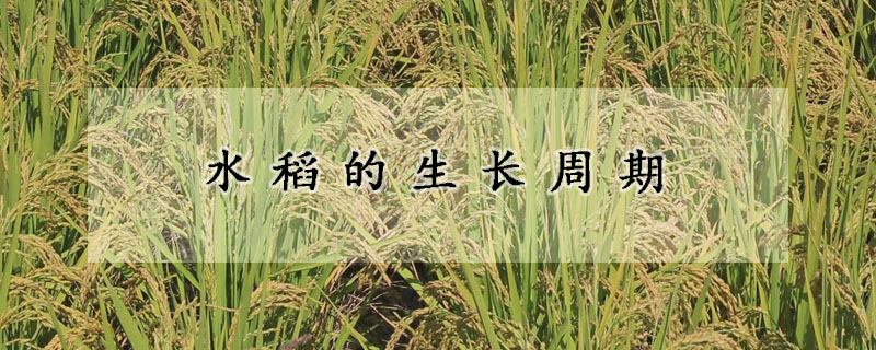 水稻的生长周期
