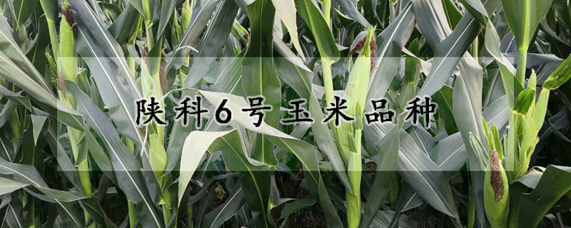 陕科6号玉米品种