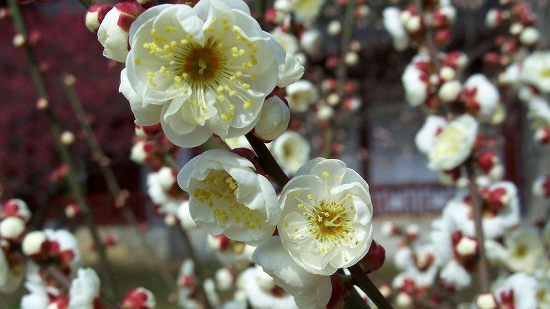 冬天开的花有哪些?（花名、颜色）