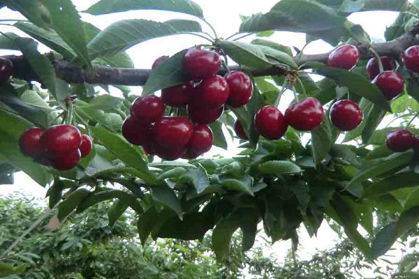 目前最好的大樱桃品种 大樱桃品种介绍