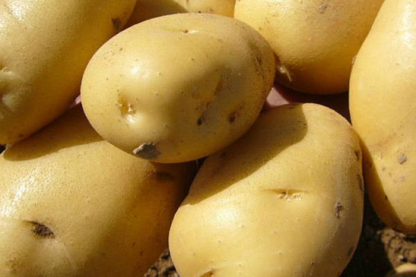 马铃薯种植时间和方法