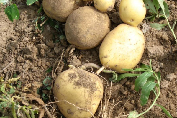 马铃薯种植时间和方法