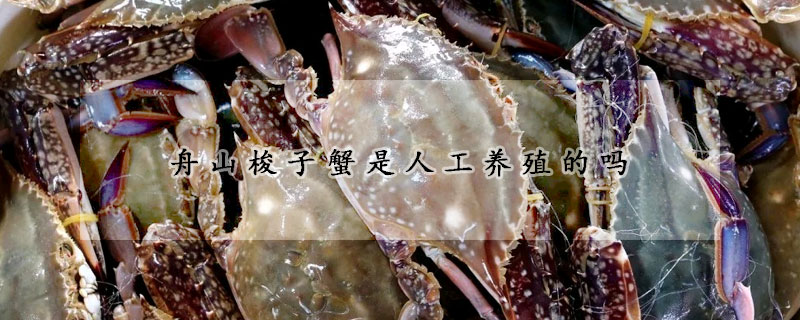 舟山梭子蟹是人工养殖的吗