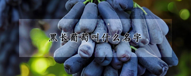 黑长葡萄叫什么名字