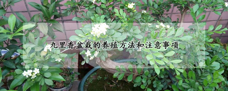 九里香盆栽的养殖方法和注意事项