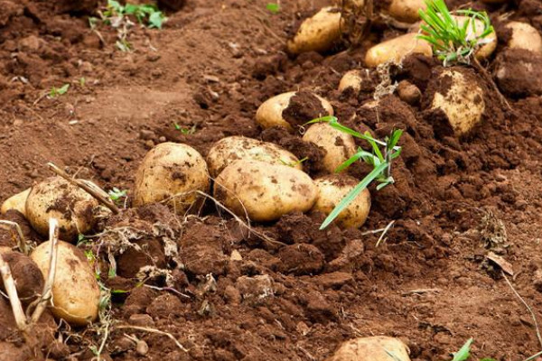 秋土豆种植时间和方法
