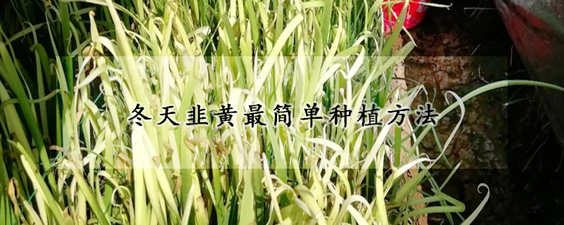 冬天韭黄最简单种植方法