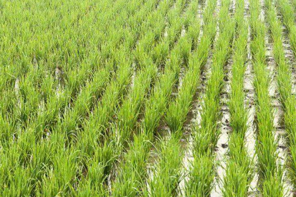 高产水稻前十名的品种 水稻高产品种排名