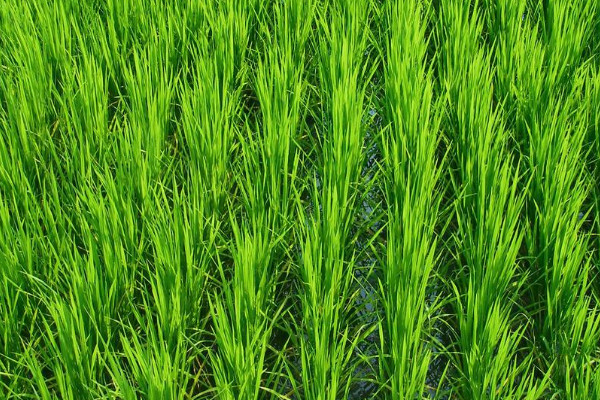 高产水稻前十名的品种 水稻高产品种排名