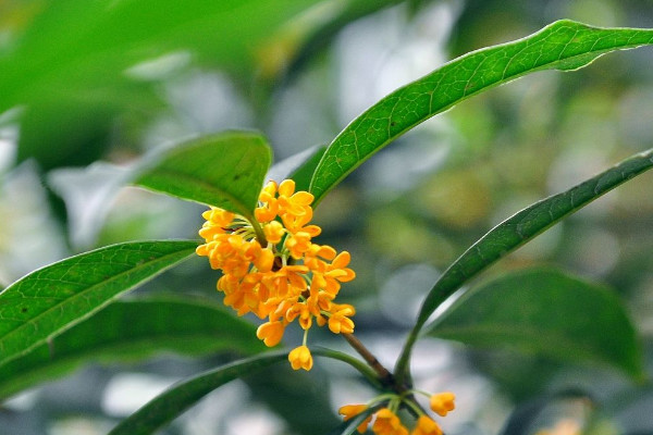 十大最香的花花期最长 花香最长的花排名